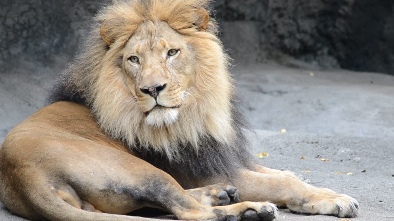 león, el rey de la jungla.