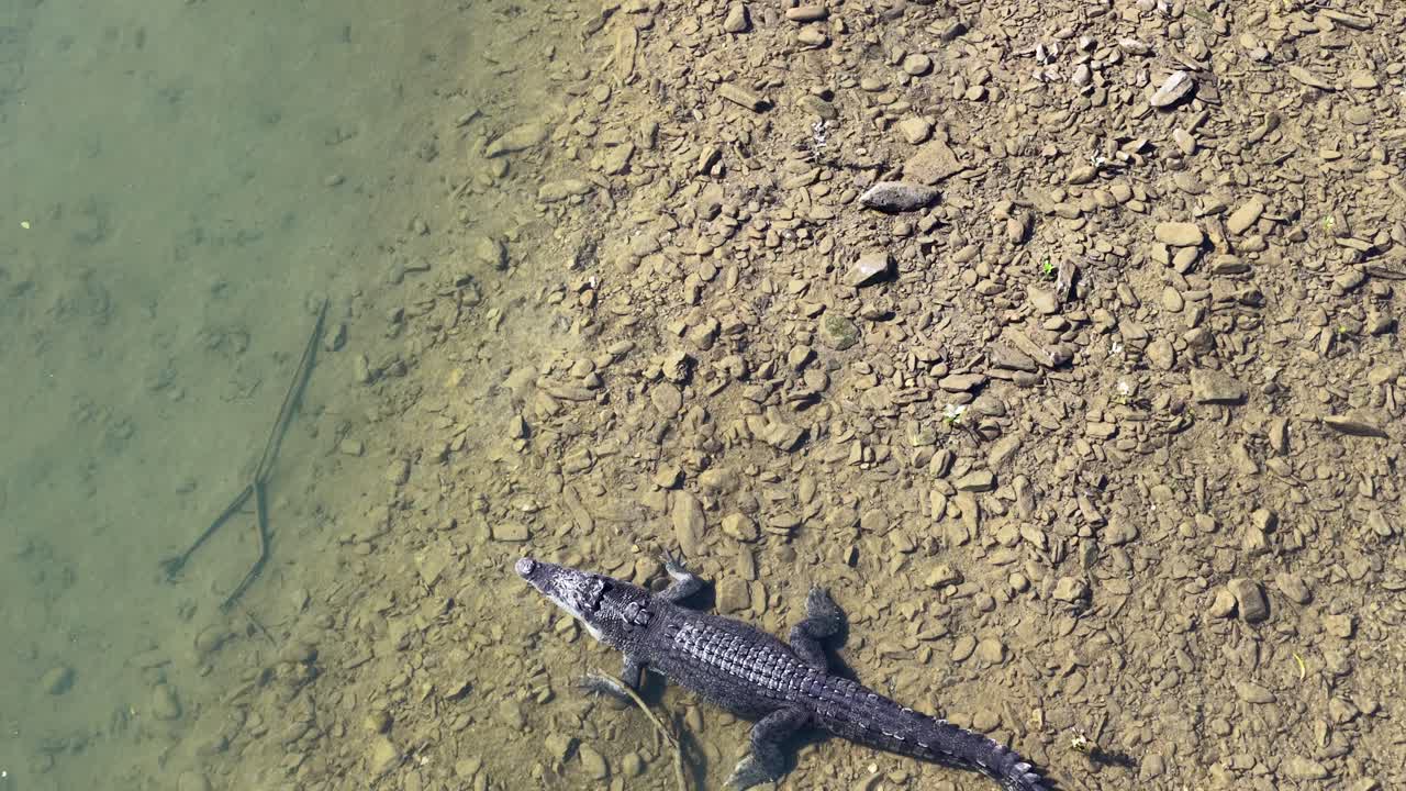 Crocodile near water's edge