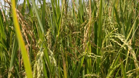 close up view of rice harvest, paddy rice farm under blue sky