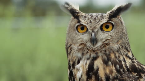 Eagle-owl-close-up-face-and-feathers---bird-of-prey-in-the-wild-portrait