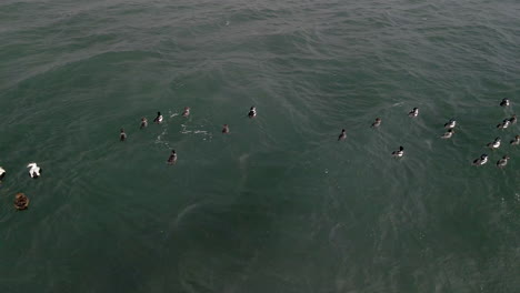 Un-Grupo-De-Patos-Nadando-En-El-Océano-En-Invierno-En-Quebec,-Canadá