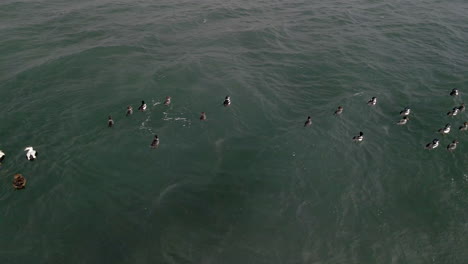 a group of ducks swimming on the ocean in winter in quebec, canada