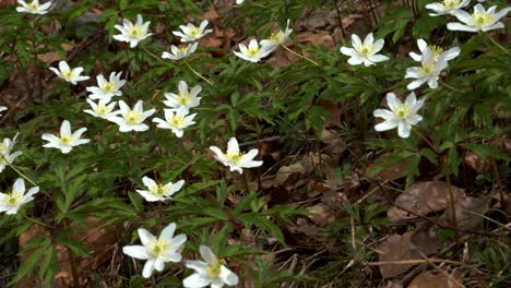 white wild mountain flowers bloom in early spring