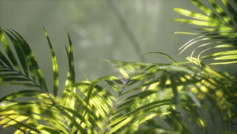 bright-light-shining-through-the-humid-misty-fog-and-jungle-leaves