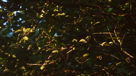 cerca de un arbusto verde bajo el sol de primavera