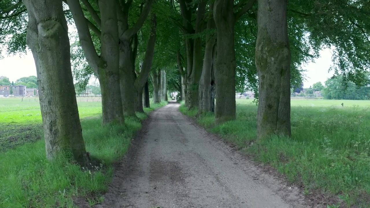 Sentiero sterrato fiancheggiato da alberi alti in campagna