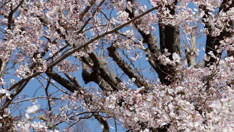 cherry flowers in small clusters on a cherry tree branch