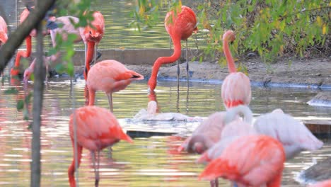 flamingos or flamingoesare a type of wading bird in the family phoenicopteridae, the only bird family in the order phoenicopteriformes.