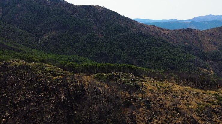 Un drone delimita il confine tra la vegetazione sana e i resti bruciati di una foresta vicino a Estepona, Spagna.