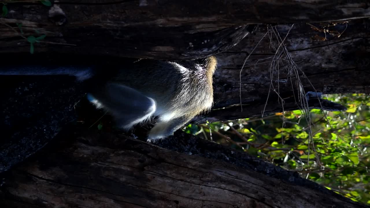 mono vervet descansando pacíficamente en un árbol, rascándose