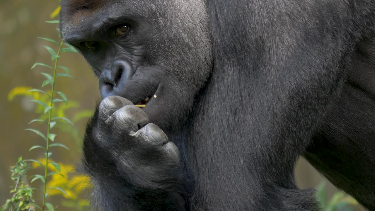 서부 저지대 고릴라는 꽃을 먹으면서 천천히 눈을 마주치고 초상화를 닫습니다