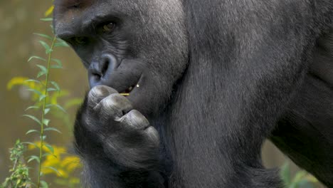 Westlicher-Flachlandgorilla-Macht-Langsam-Augenkontakt,-Während-Er-Eine-Blume-Isst,-Nahaufnahme-Porträt