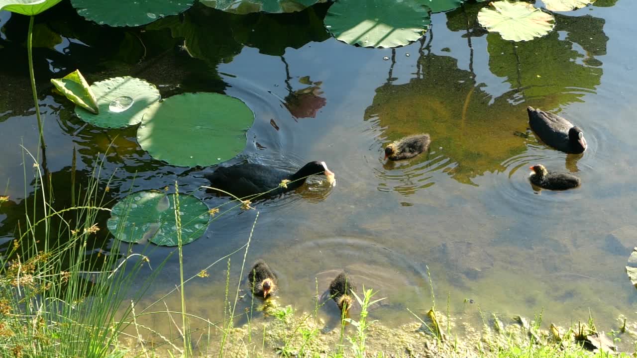 linda familia de pájaros, fochas comunes nadando en la superficie del lago, cámara lenta