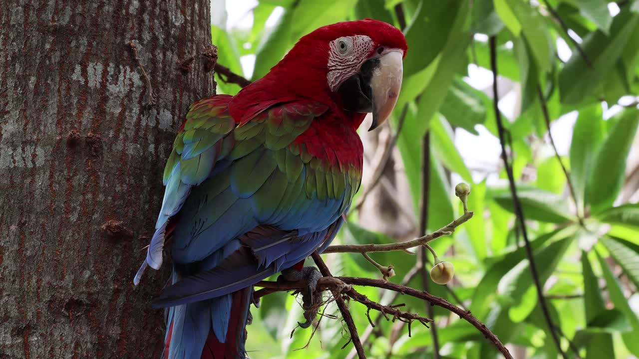 un guacamayo vibrante sentado en una rama de un árbol