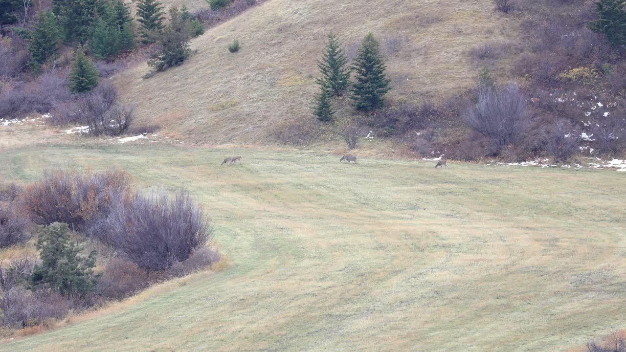 manada de venados de cola blanca pastando en un valle en bozeman montana 4k