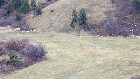 Manada-De-Venados-De-Cola-Blanca-Pastando-En-Un-Valle-En-Bozeman-Montana-4k