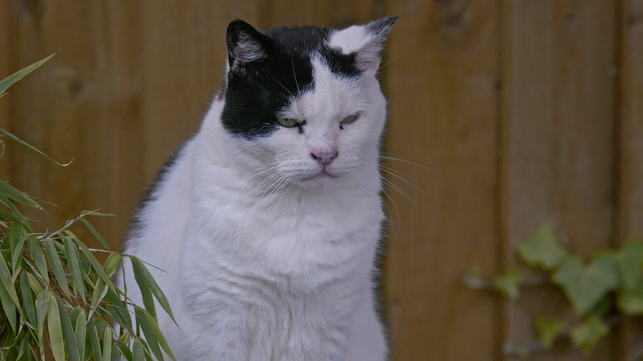 검은색과  ⁇ 색  ⁇  고양이가 야외에 앉아서 자신을 청소하고 있습니다.