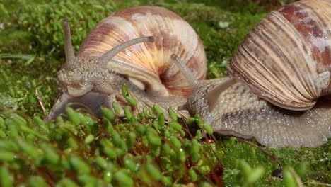 Helix-pomatia-also-Roman-snail,-Burgundy-snail