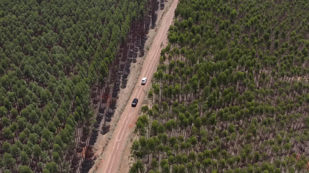 Aerial shot of two cars driving on a remote road surrounded by tall pine trees in Brazil