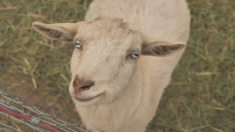 close up a white goat.