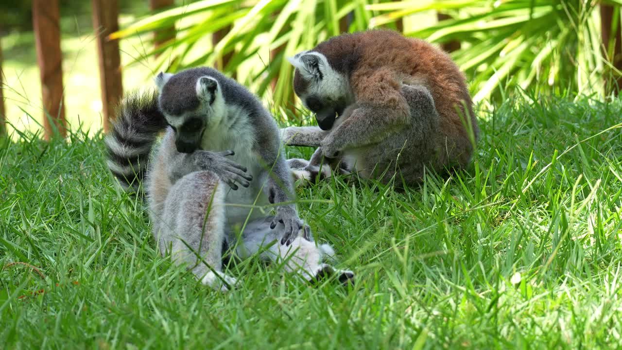 Due lemuri dalla coda ad anelli (Lemur catta) seduti sull'erba all'ombra che si puliscono il pelo, foto ravvicinata