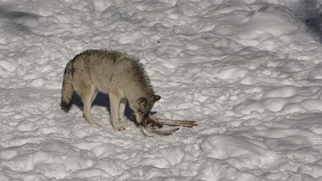 timber wolf gnawing on ribs of skeleton winter