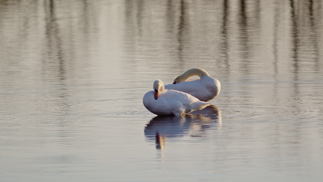 Two swans preening shaking off the sleep at dawn shot in super slow mo
