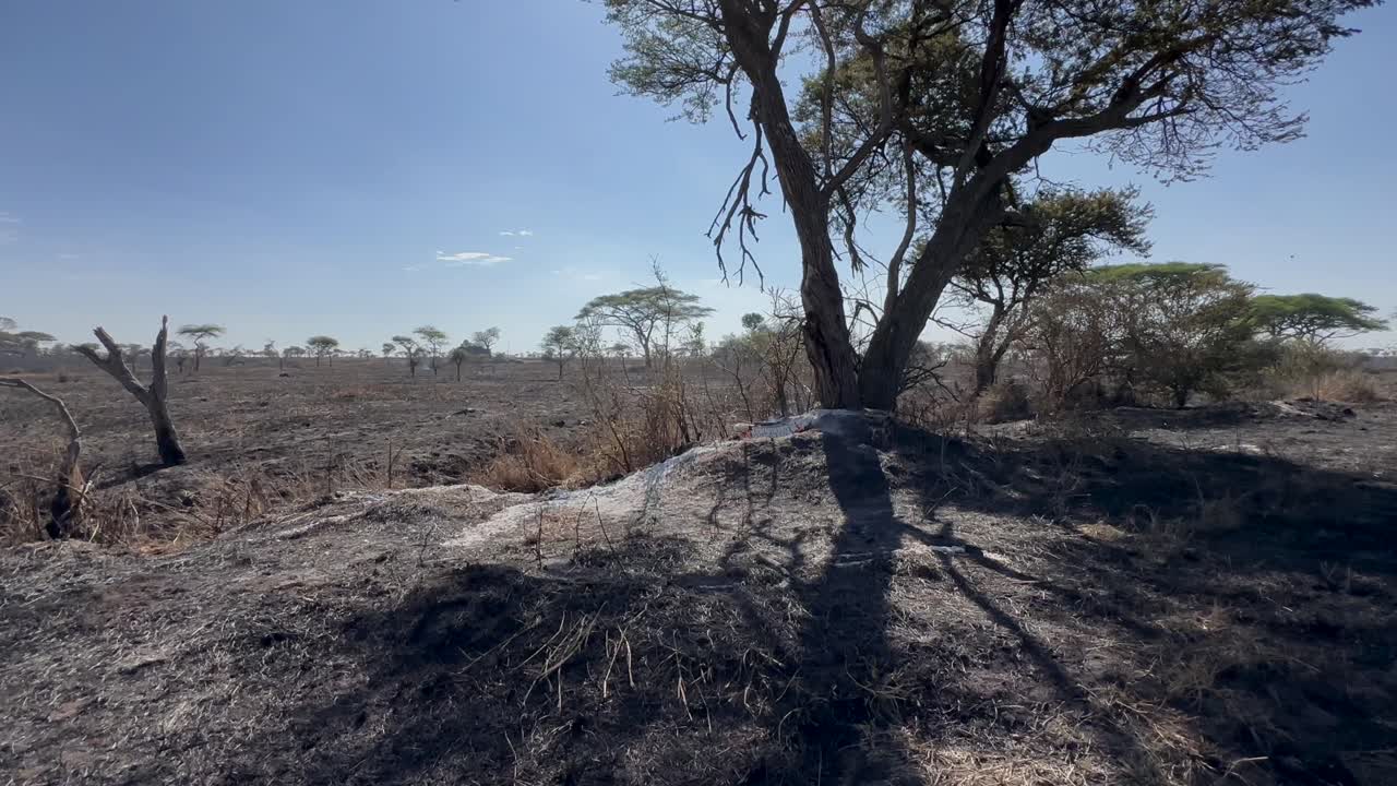 Braci ancora incandescenti il giorno dopo un incendio nel Parco nazionale del Serengeti, Tanzania