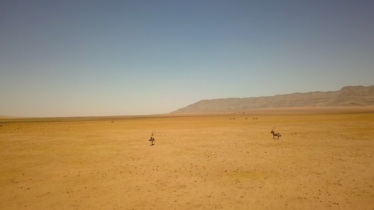 4K drone footage capturing antelopes and oryx sprinting across Namibia’s vast desert as the drone approaches. The striking yellow-orange sand and towering rock formations a breathtaking wildlife scene