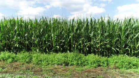 toma en movimiento de drones del lado de las tierras de cultivo y en general