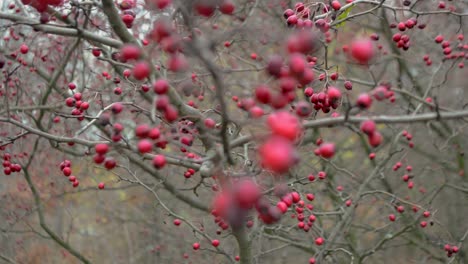 close up of branch with red autumn berries