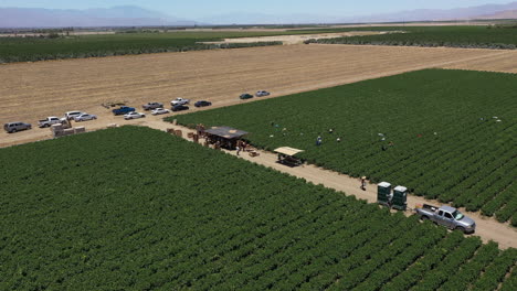 Drone-footage-from-the-Palm-Spring-valley-in-Los-Angeles,-California,-USA,-shows-farmers-working-on-a-lush-green-field