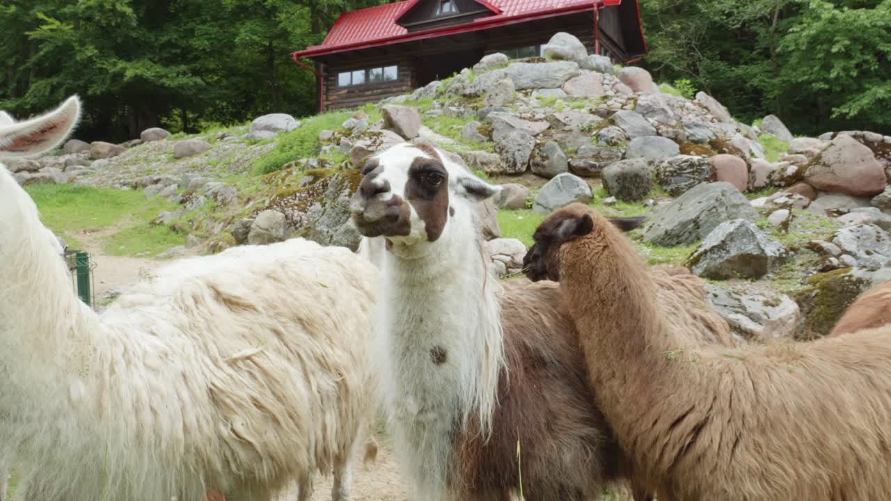 Close Up Of Llamas Chewing Grass In The Zoo In Gdansk, Poland