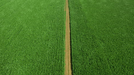 Una-Vista-Aérea-Alta-De-Un-Campo-De-Maíz-Verde-Muestra-Un-Camino-Agrícola-Que-Cruza-El-Campo