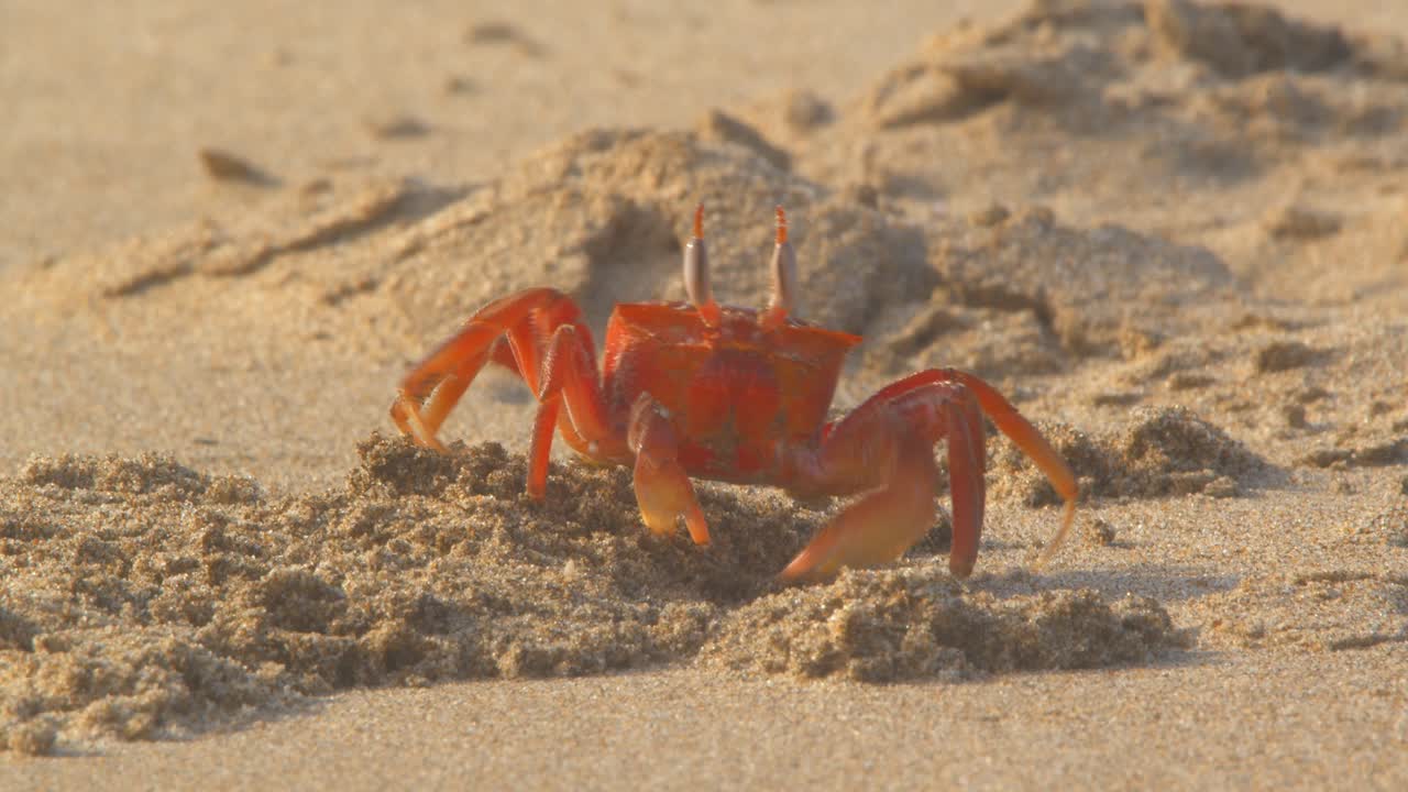 Krabbe flater ut sand med klør og går deretter inn i hulen Piura Peru