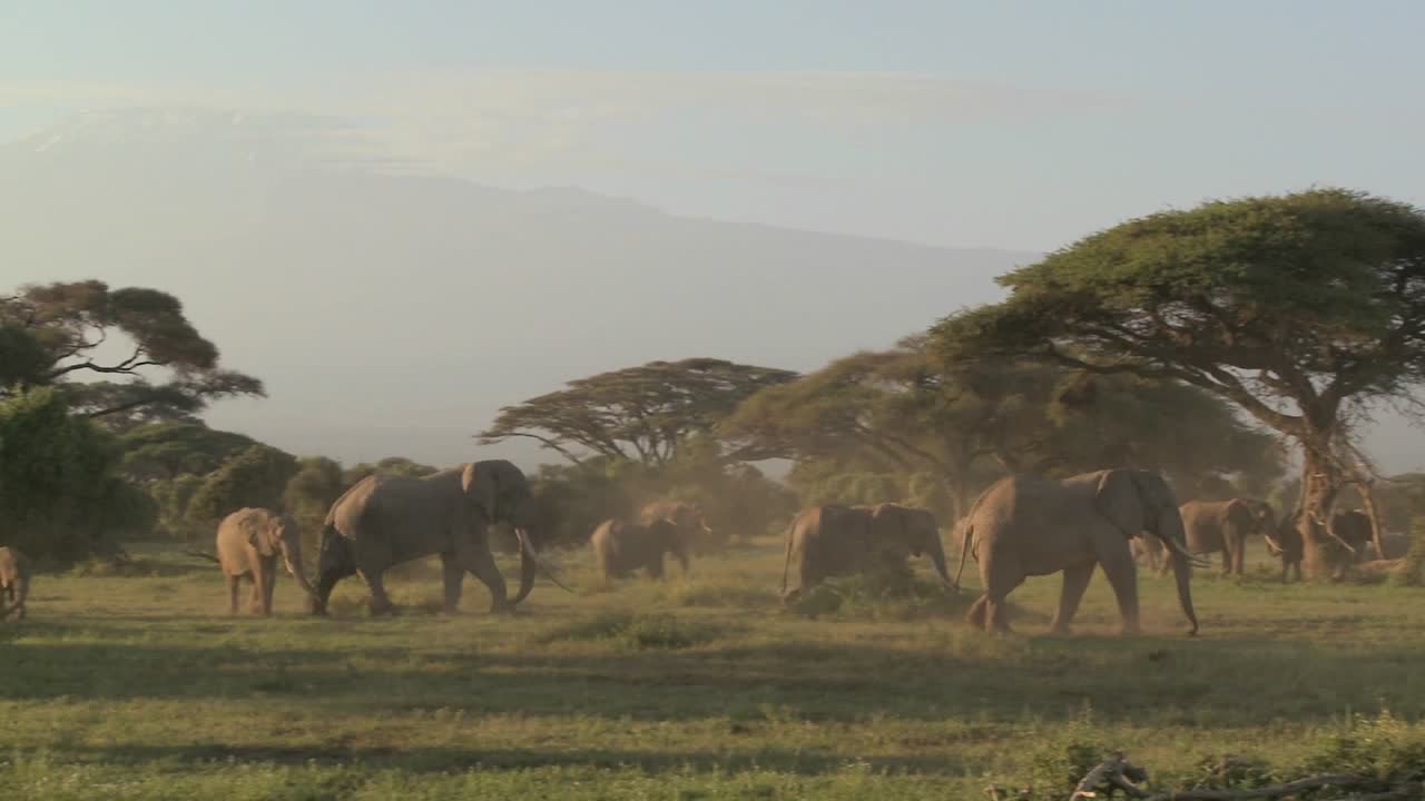 grandes manadas de elefantes africanos migran cerca del monte kilimanjaro en el parque nacional amboceli tanzania 4