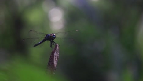 dragonfly rests on a branch in a green tropical forest