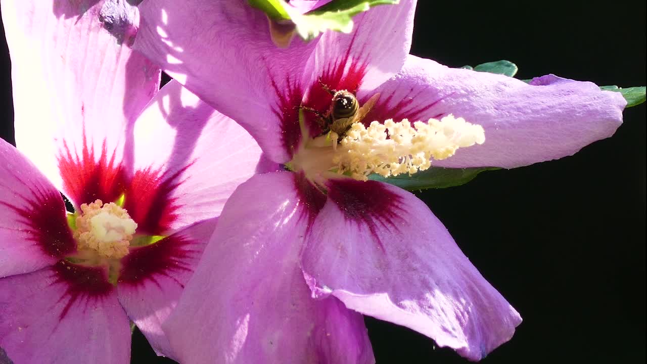 imágenes de primer plano de abejas recogiendo polen de una hermosa flor rosa 1080p