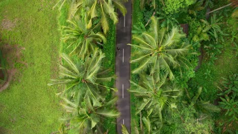 drone vertical shot of asphalt road lined with coconut palm trees in windy indonesian countryside