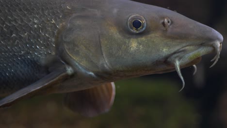 Primer-Plano-De-Un-Flodbarb