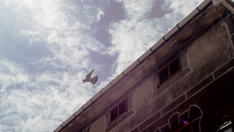 dove taking off, flying from roof top of old beautiful house in spanish village, mallorca