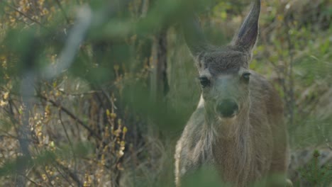 Close-up-of-curious-female-mule-deer-in-forest-walking-towards-camera