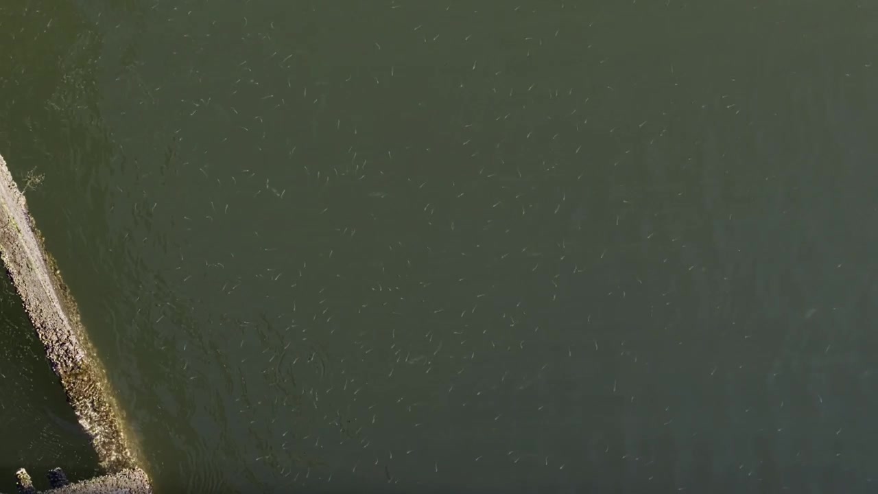 High angle shot over a calm, muddy coast from fishing pier with many small fish in water. The slow current creates gentle ripples on the water's surface