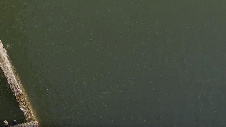 High angle shot over a calm, muddy coast from fishing pier with many small fish in water. The slow current creates gentle ripples on the water's surface
