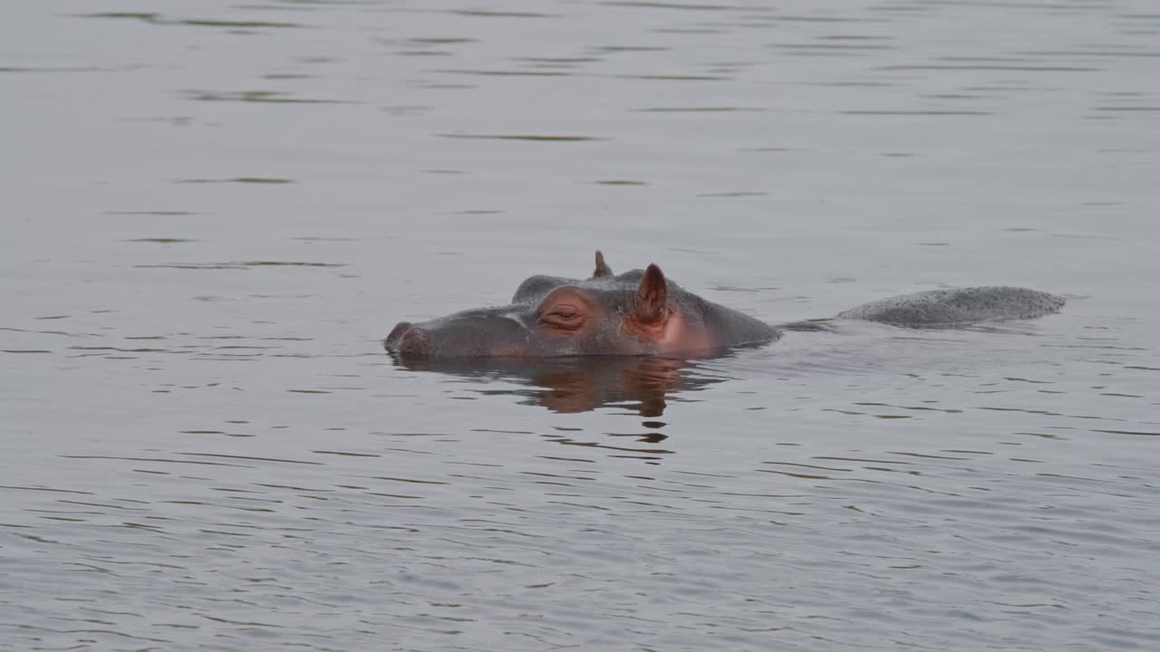 Hippo submerges and surfaces in Kruger waterhole, showcasing natural behavior and aquatic habitat