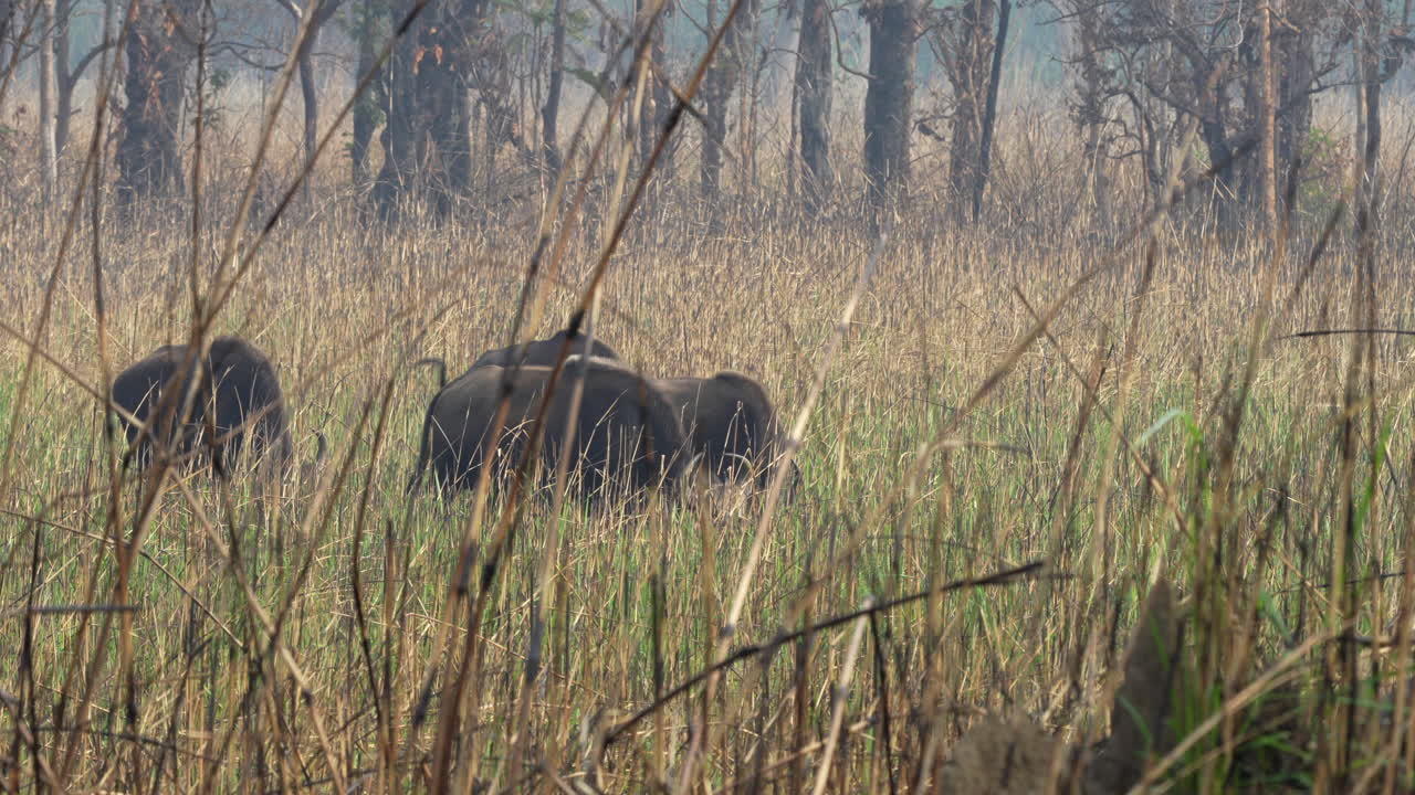Some wild buffalo or gaur grazing in the tall safari grass