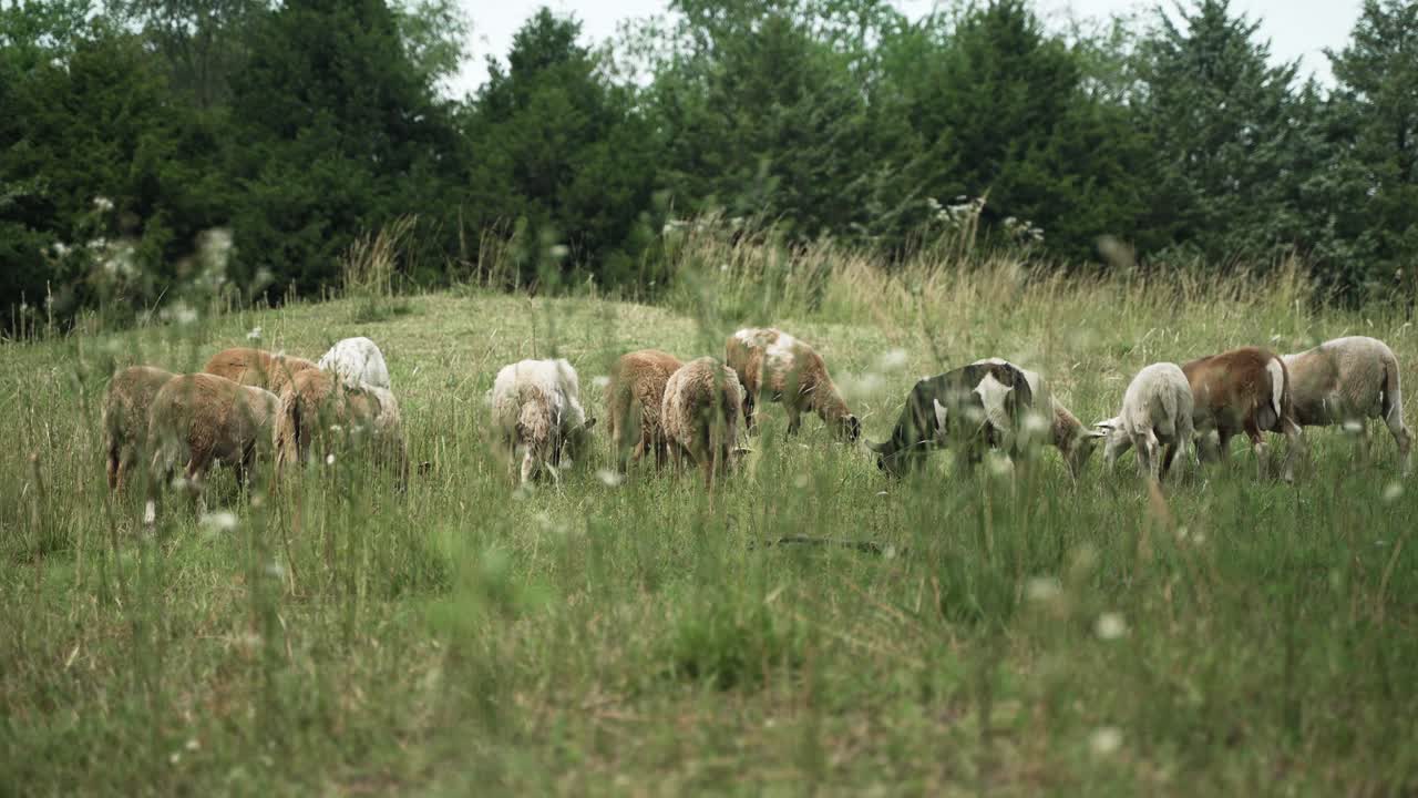 Piccolo gregge di pecore e capre