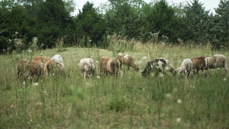 Small-flock-of-sheep-and-goats