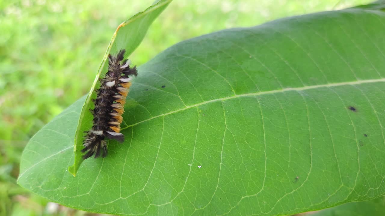Fuzzy Black and Orange Caterpillar Resting on Large Green Leaf in Summer