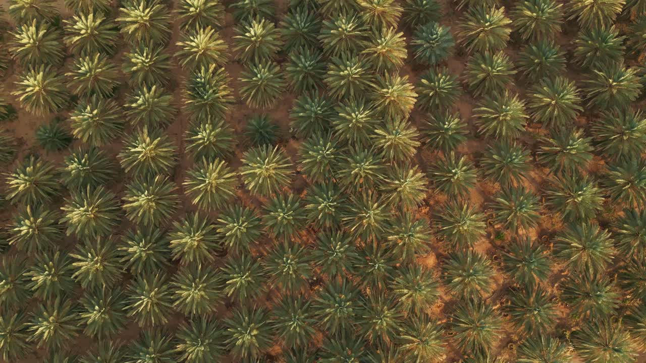 Palm tree plantation - aerial top down view